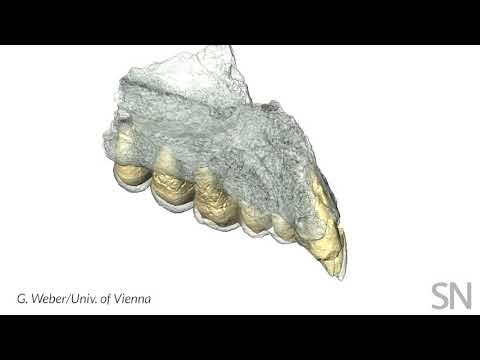 This ancient jaw is speaking up about when humans left Africa | Science News