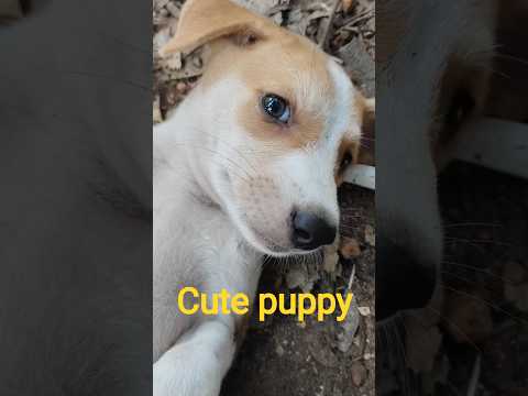 @krishik6549#cute puppy#YouTubeviralcute puppy#viralcutepuppyvideo#funnypuppy#videoforlittlebaby
