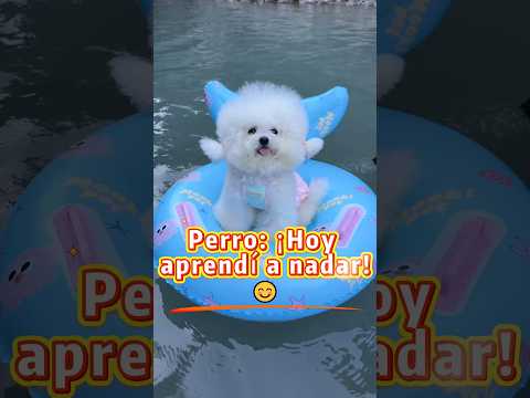 ¡Este cachorro aprendió a nadar en un segundo!🐶🌊