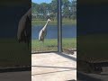Cat and Crane Face Off in Florida Backyard