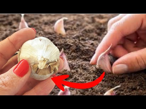 When to plant autumn garlic to get big and healthy heads!