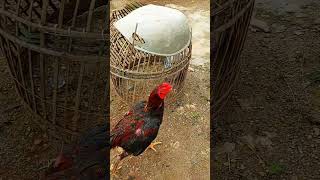 Download lagu JACKSON JR PHETBANSING FARM BREEDING PROCESS DUBAI DAUGHTER MR.MANOP#ayampakhoy #pakhoyimport #PA... mp3