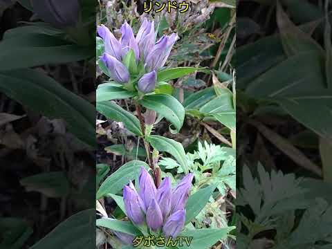 黄色いリンドウ 植物