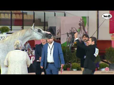 N 96 EK DEHOR   Italian Nationals 2022   Geldings Class 15