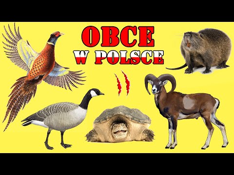 ALIEN and INVASIVE Animals in Poland