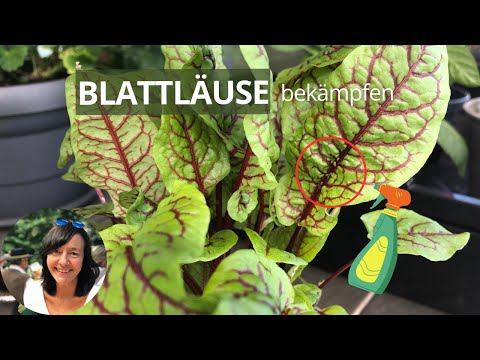 Blattläuse bekämpfen mit 3 Mitteln ohne Chemie - Blattläuse Hausmittel