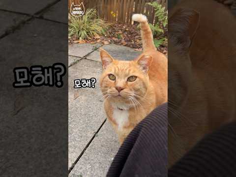 밀면 밀리는 고양이