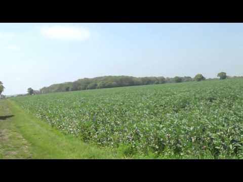 Bees arrive to pollinate our organic Wizard winter beans