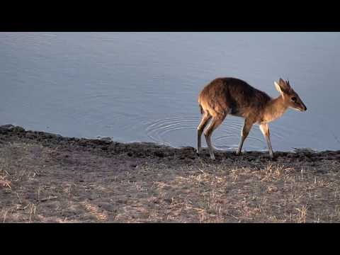 Djuma: Common Grey Duiker male getting a drink - 17:26 - 10/07/18