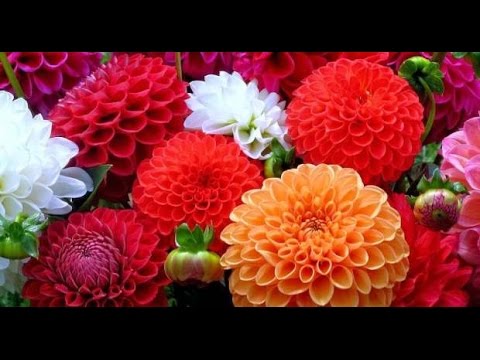, title : 'Siembra y Cosecha de Crisantemo Pompón tipo Exportación - TvAgro por Juan Gonzalo Angel'
