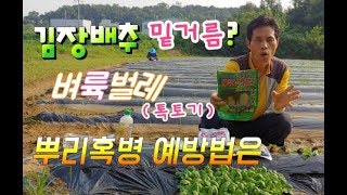 김장배추 밑거름은 어떤 것이 최고일까? 벼륙벌레(톡토기),뿌리혹병 예방법,김장배추 모종 cabbage-bas…