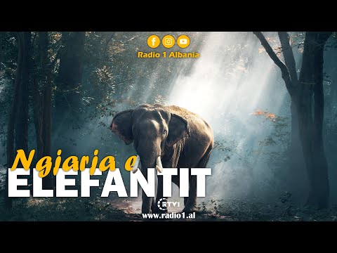 Çfarë është ngjarja e elefantit në islam?