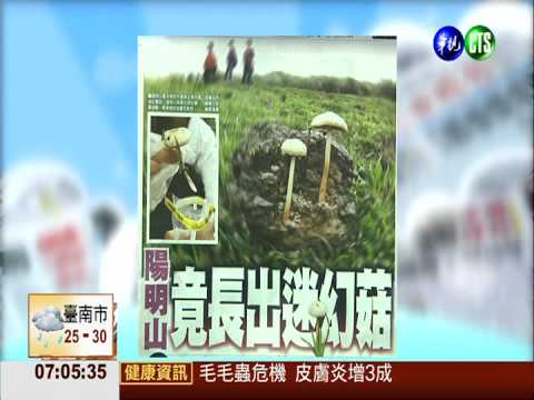 牛糞上長菇 男誤食產生幻覺