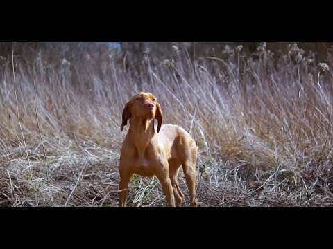 Fátyol, az Egy a Természettel Vadászati és Természeti Világkiállítás kabalája