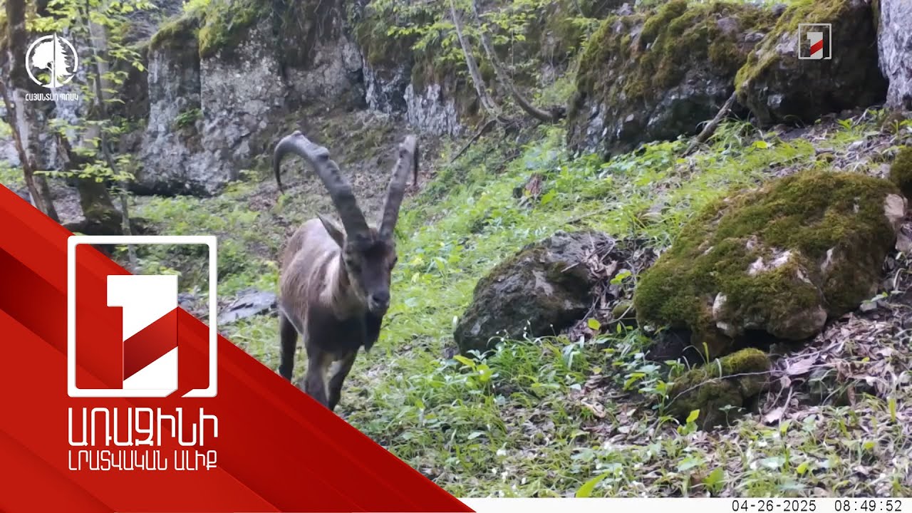 Ֆոտոթակարդները կրկին արձանագրել են բեզոարյան այծի մեծ ու փոքր առանձնյակների