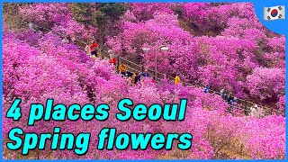SEOUL 4 places to go in spring (where to visit, cherry blossoms, Azalea Garden) | Korea Travel Tips