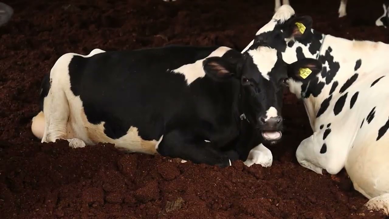 Pesquisas científicas buscam aumentar eficiência da bovinocultura de leite