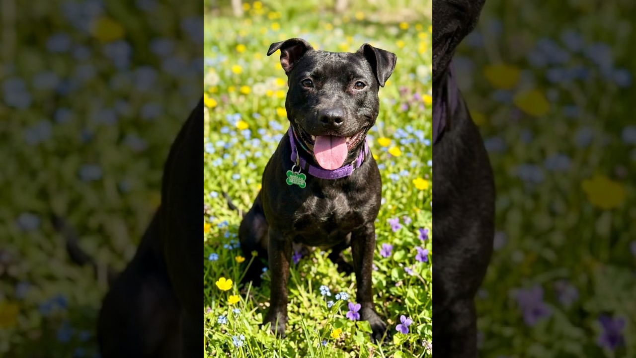 Enlarge Sammy, a Adoptable Mixed Breed in Cranford, NJ video 6/6