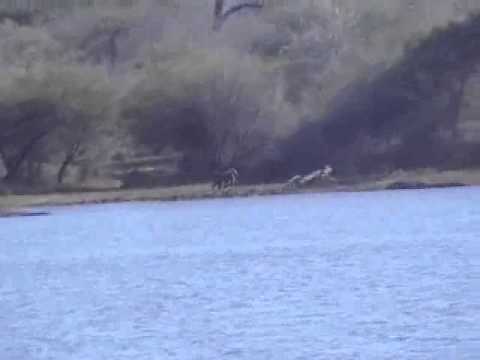 Kruger National Park Safari: Crocs, Hippos, & Baboons