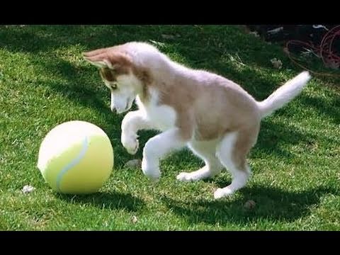 giant tennis ball dog toy