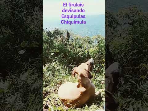el firulais devisando Esquipulas Chiquimula Guatemala