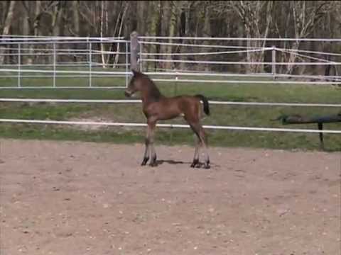 Gabarus H 01.04.2012