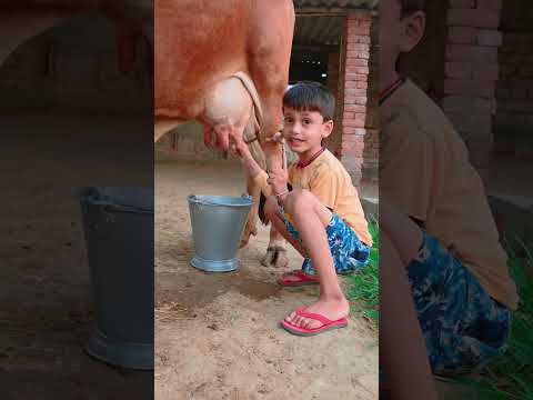 choti choti gaiya #love #song #funny ttt