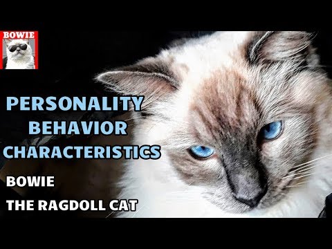 Behavior, Personality Traits,  Characteristics of Ragdoll Cat Bowie