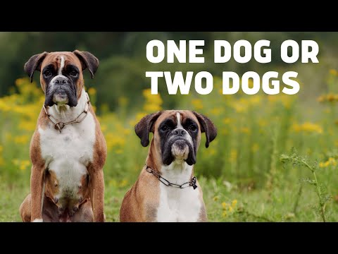 The Balanced K-9, LLC video.