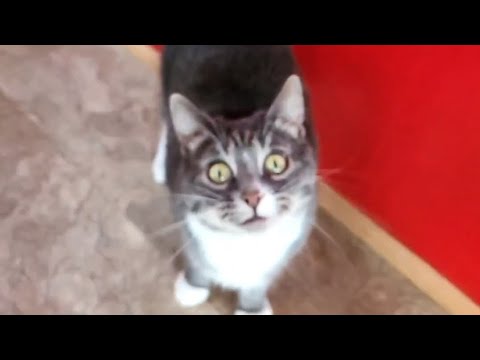 INSANE Cat Goes Berserk! Unbelievable Ending