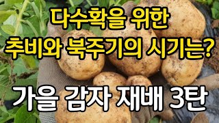 가을 감자 다수확을 위한 북주기와 추비의 시기는? - 가을 감자 파종 10일 후 모습