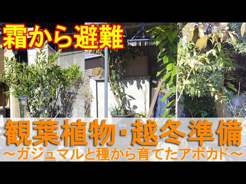 アボカドの木は霜を恐れますか?この植物を冬に適切に保つにはどうすればよいですか？寒さから守る4つのポイント  庭園