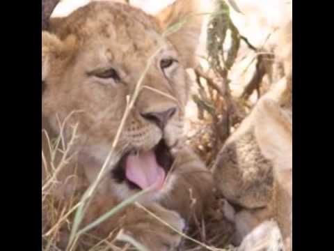 Videos from Bestday Safaris