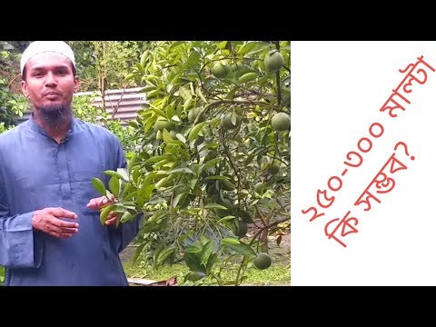 বাড়ির আঙ্গিনায় মাল্টা চাষ