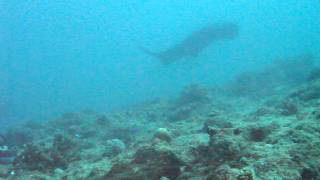 Mantaray, New Caledonia