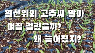 고추육묘. 열선 깔았는데 고추씨앗 발아가 좀...