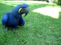 Blue Parrot Hyacinth Macaw Chases Girl