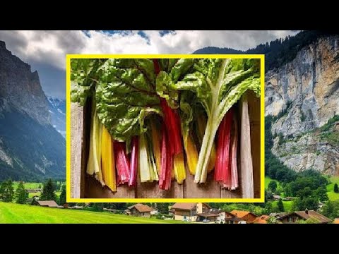 Swiss Chard: History and Top Season
