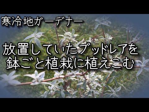 互葉のブドリア 植物