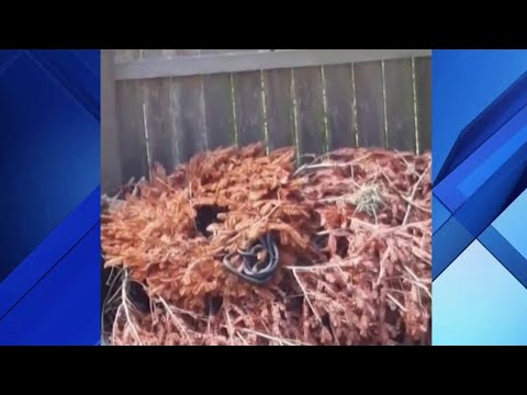 Den of snakes slithers out of tree in Oviedo