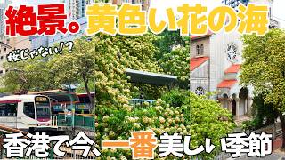 1年で今だけ!路面電車と満開の“魚木花”が絶景でした|香港で人気の魚木花映えスポット巡り