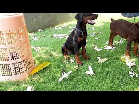 Amatras U litter puppies