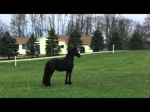 Quincy (Fridse 423 X Tsjerk 328) Gelding Stam 102