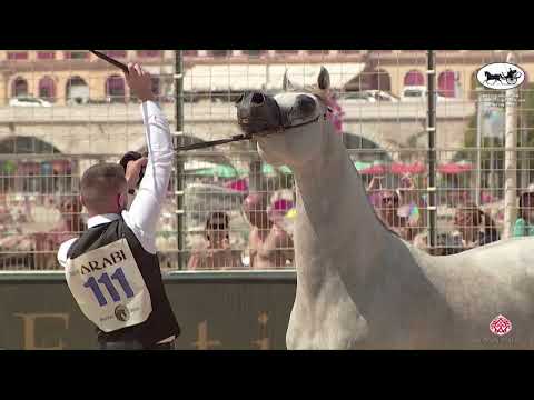 N 111 RAFEA AL RAYAT   Mediterranean and Arab Countries AHC   Menton 2022   Colts 3 Years Old Class