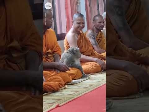 This wild monkey calmly meditates with monks in Thailand | USA TODAY #Shorts