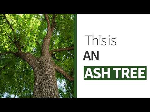 This is an Ash Tree