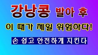 [텃밭농부. 1,386]  강낭콩 발아 후. 가장 위험한 시기. 안전하게 보호하는 방법 #강낭콩재배