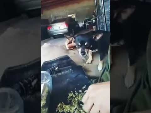 গাঞ্জা খাওয়ানোর পর কুকুরটির অবস্থা| Dogs Reaction after eating weed