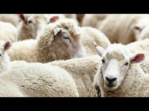 Seriali: rregullat e prerjes së kurbanit PJ2 - Hoxh Mus'ab Lusjani