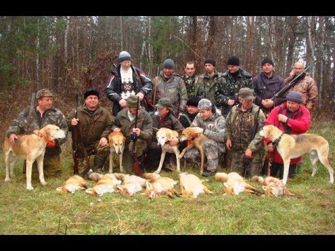Охота на лис с русскими гончими у Ревы М. А.